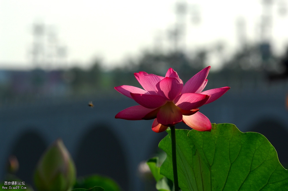 DSC_0011.JPG
