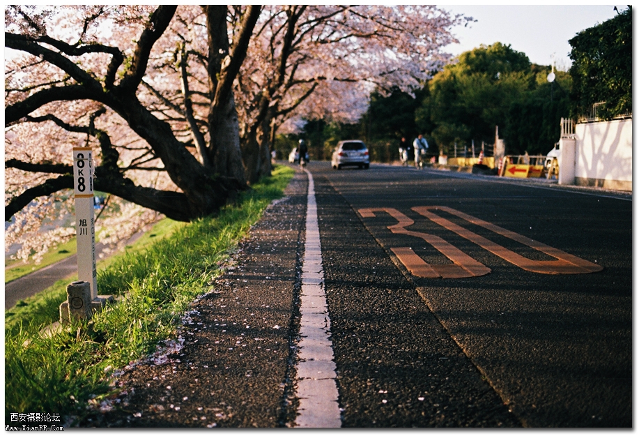 樱花3.jpg