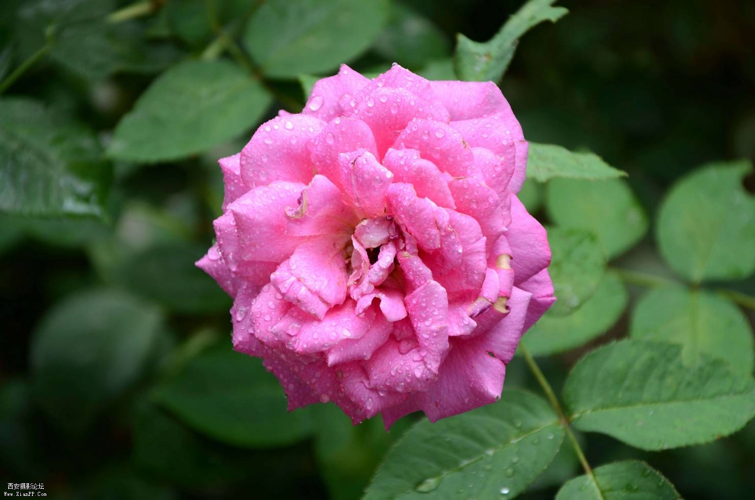 DSC_0427.jpg