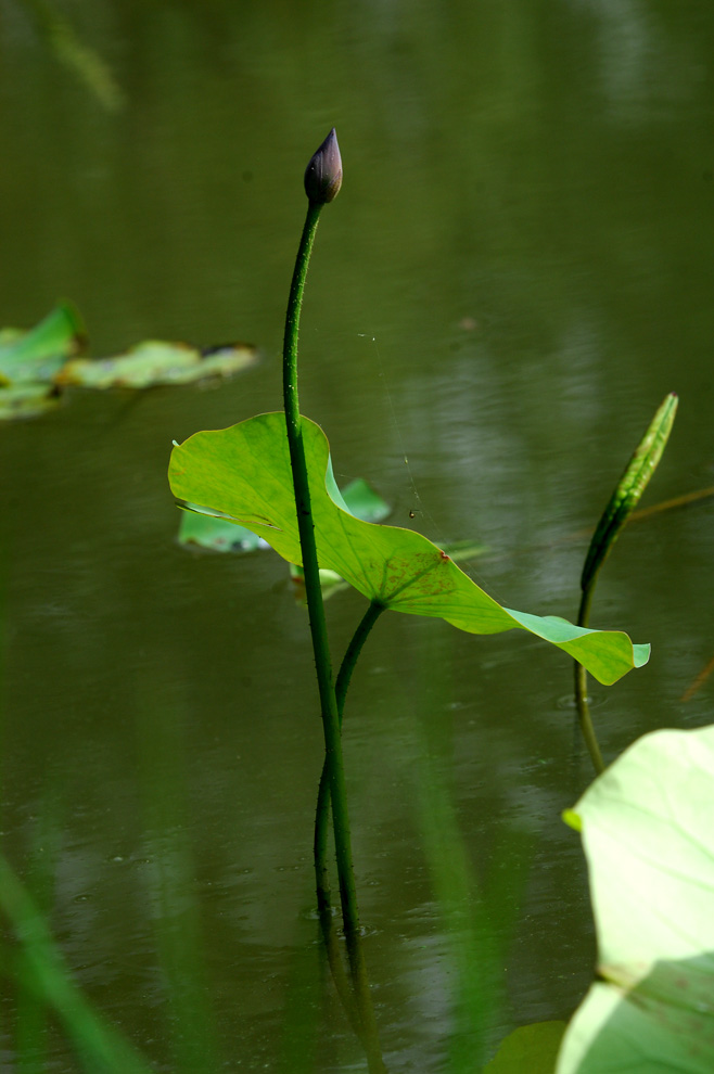 DSC_0115.JPG