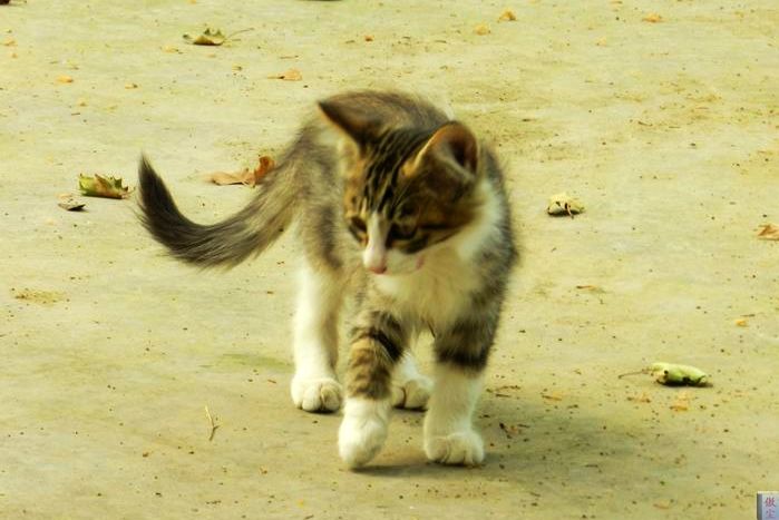 猫 (4).jpg