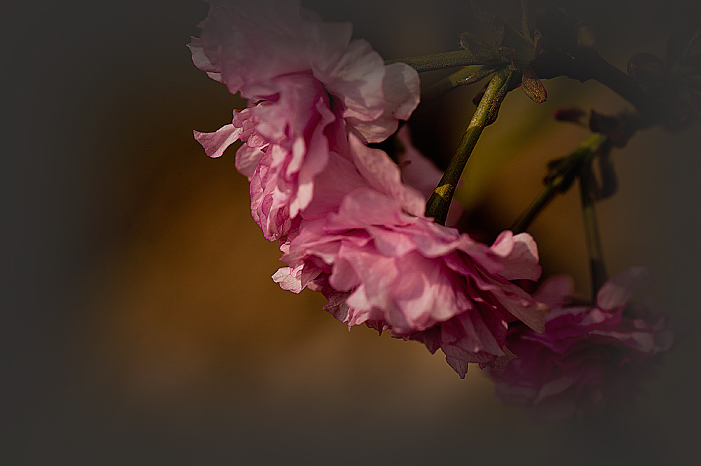 GDX_8754.jpg