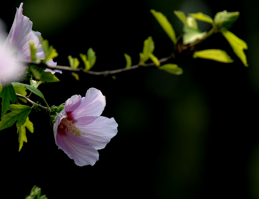 DSC_0075.JPG