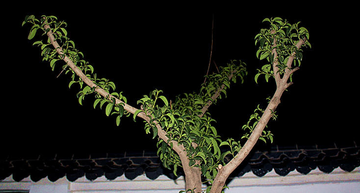 IMG_0992_副本.jpg