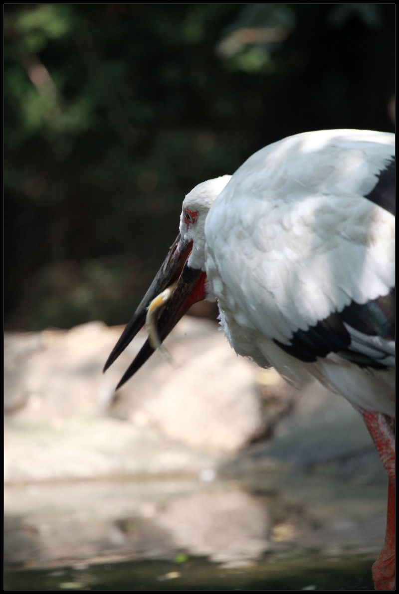 conew_鹤--吞食.jpg