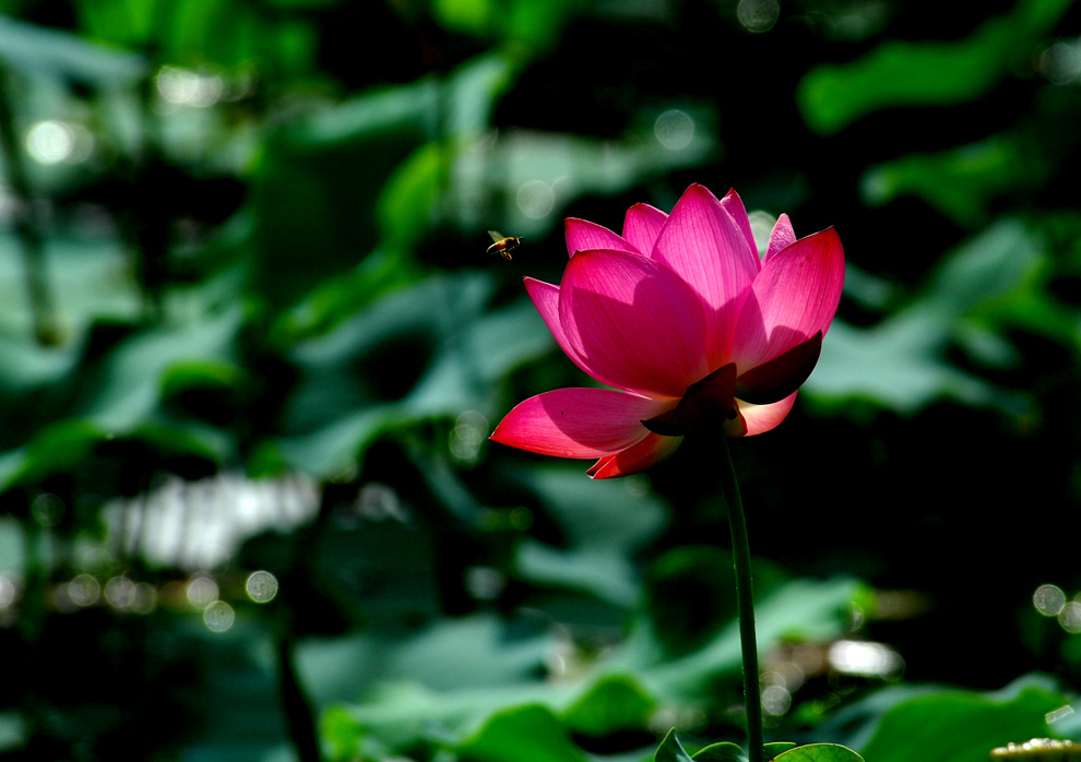 DSC_0064.JPG