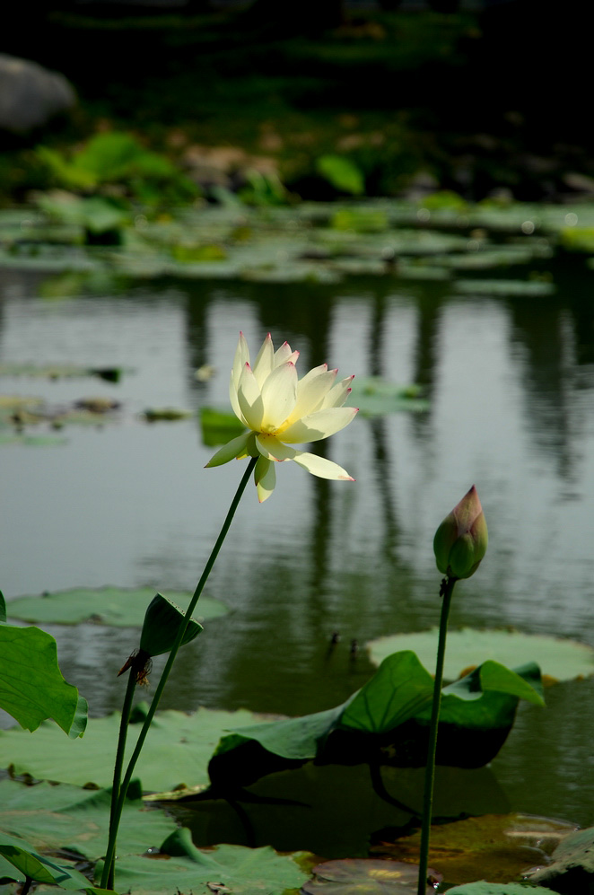 DSC_0155.JPG