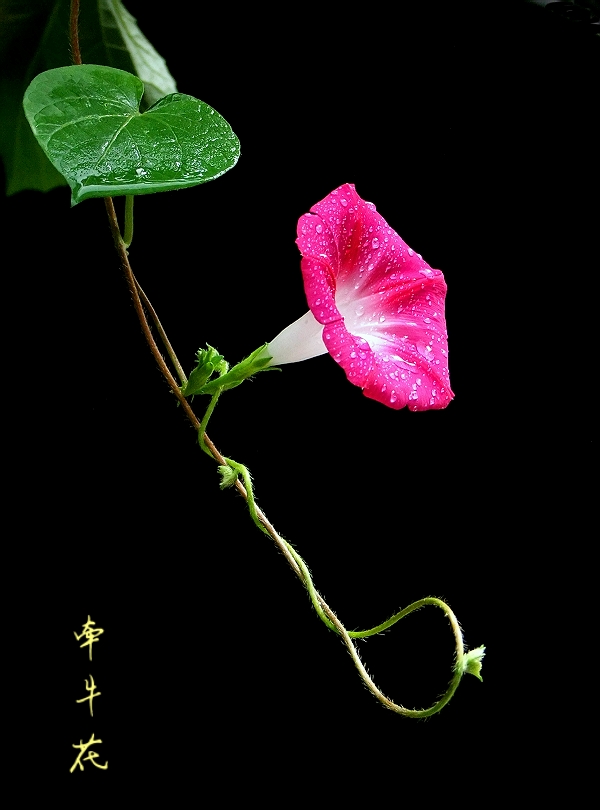 牵牛花01a.jpg