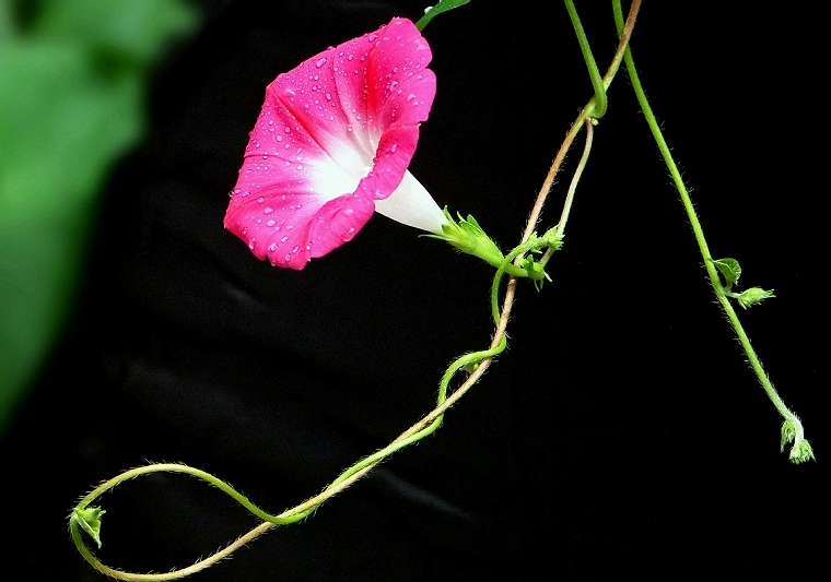 牵牛花02c.jpg