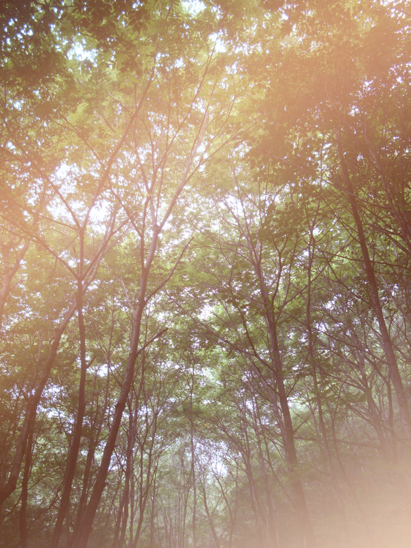 p_large_GHLn_187a0007f2ab5c70.jpg