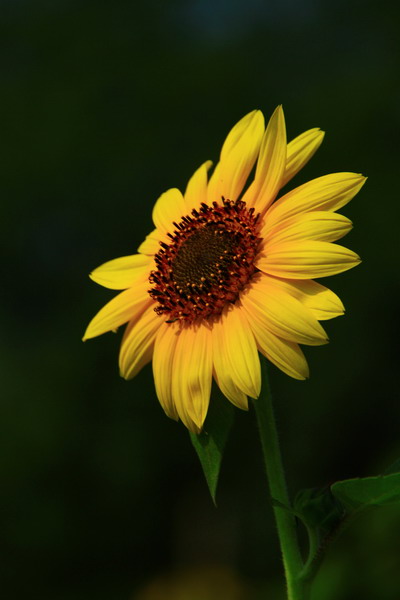 IMG_0003_调整大小.jpg