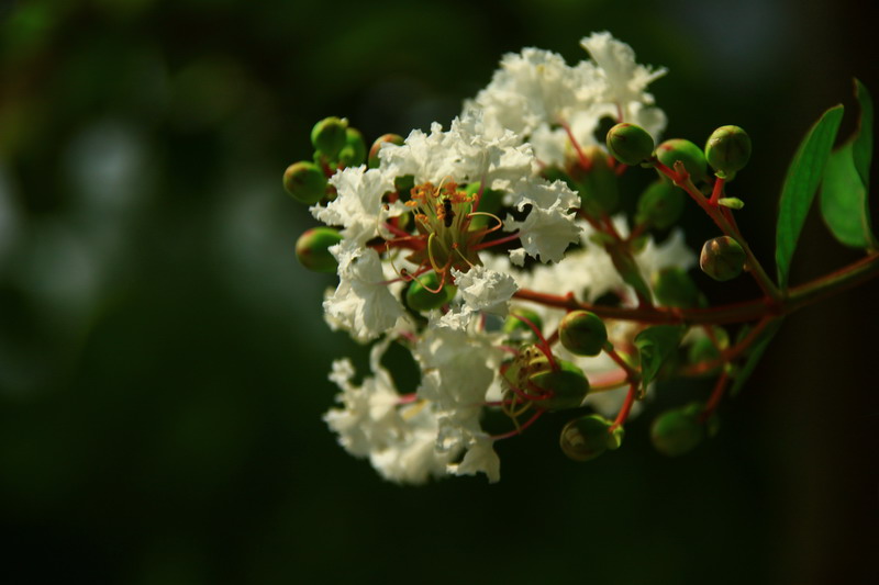 IMG_0051_调整大小.JPG