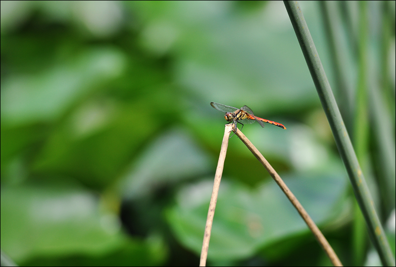 DSC_0026.jpg