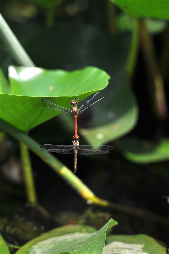 DSC_0020.jpg