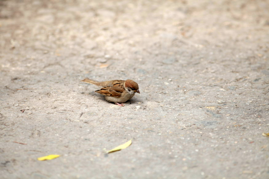 IMG_0956_调整大小.jpg