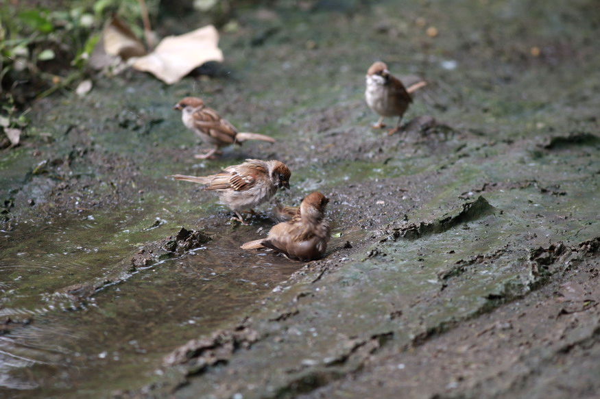 IMG_0974_调整大小.jpg
