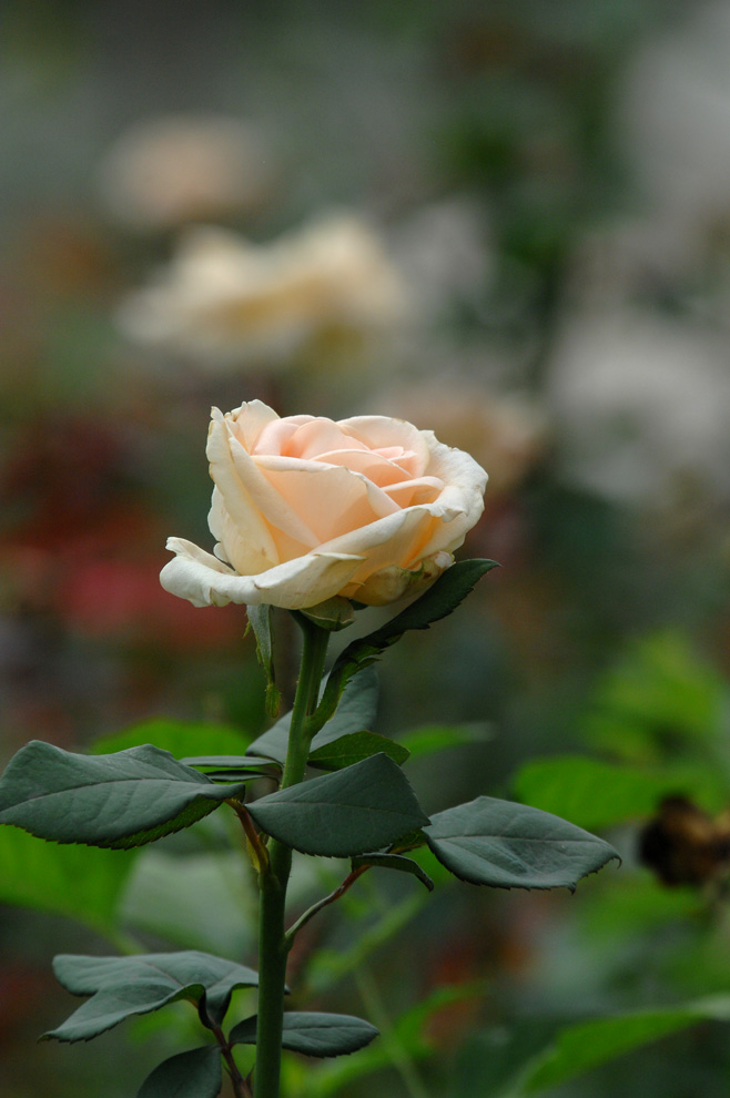 DSC_0100.JPG