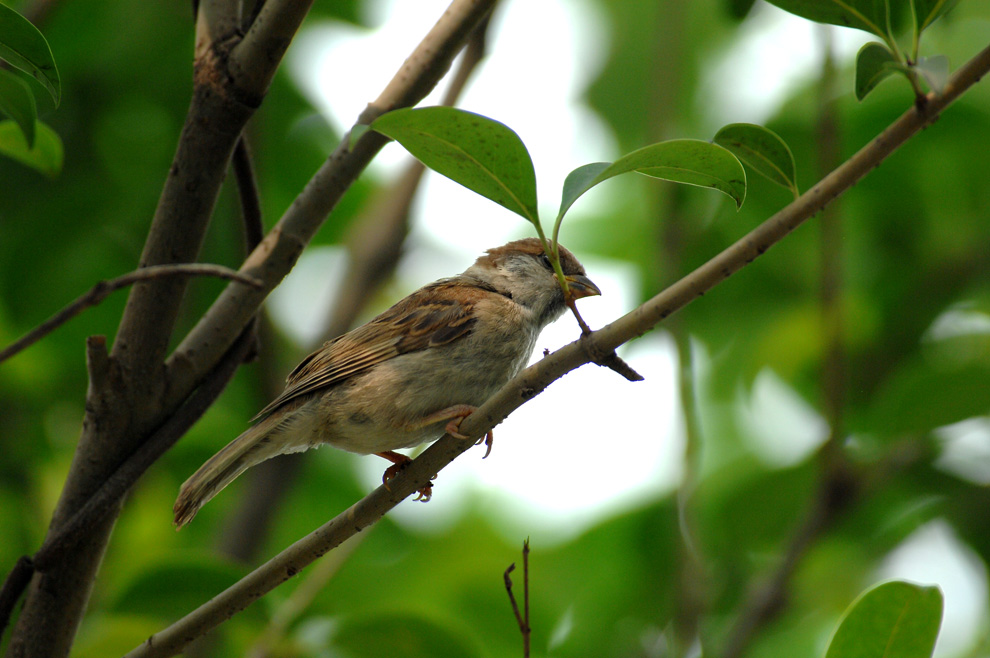 DSC_0114.JPG