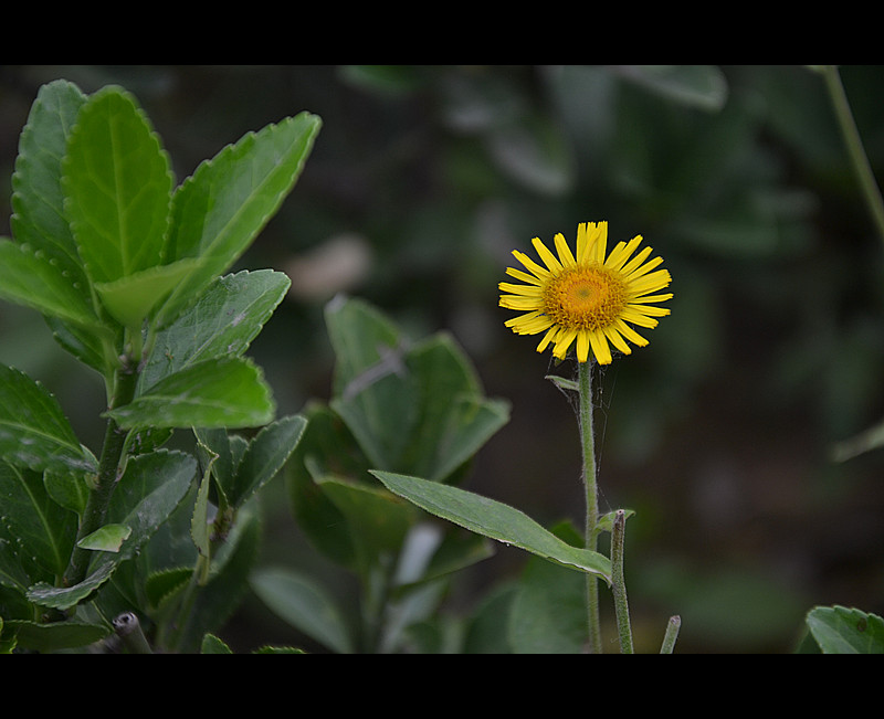 小花.jpg