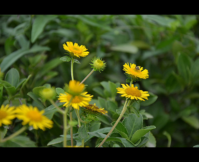 小花2.jpg