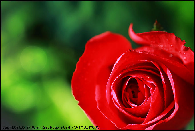 DPP菊花JPE0050.jpg
