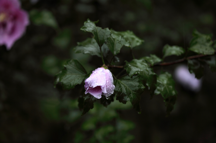 nEO_IMG_大雨下的木槿花.jpg