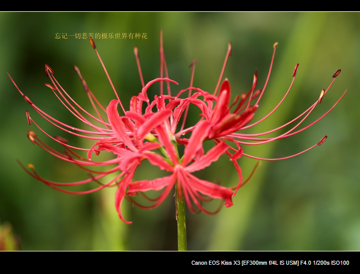 nEO_IMG_20110912植物园2916.jpg