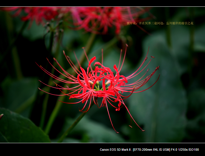 nEO_IMG_20110912植物园2960.jpg