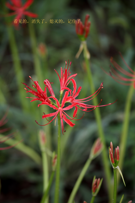 nEO_IMG_20110912植物园2967.jpg