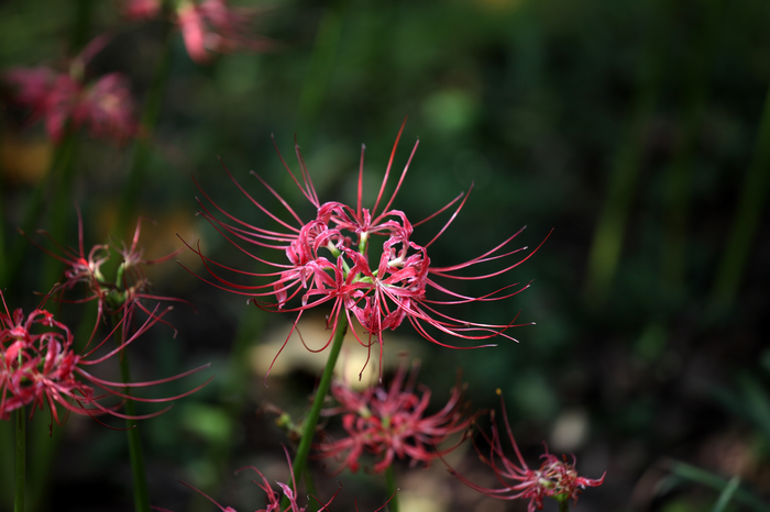 nEO_IMG_20110912植物园2976.jpg