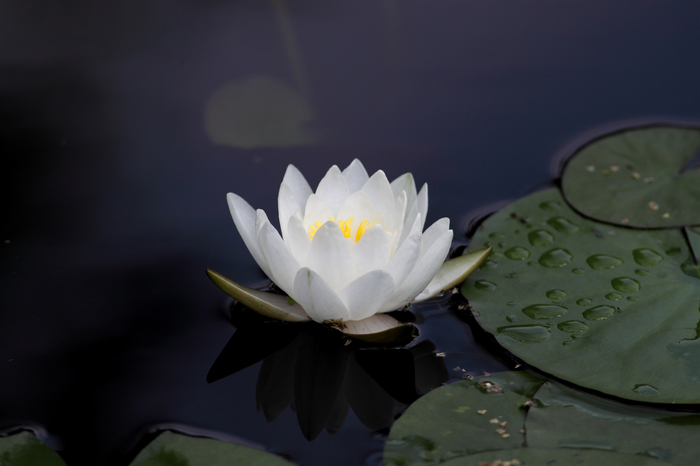 nEO_IMG_20110912植物园2766.jpg