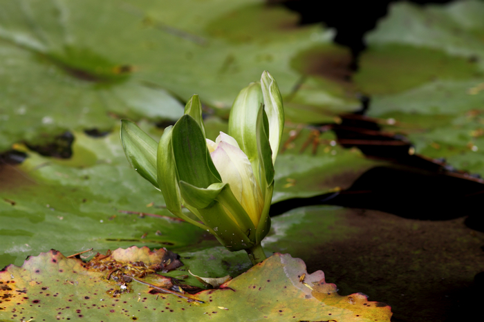 nEO_IMG_20110912植物园2771.jpg