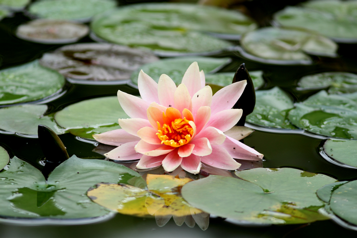 nEO_IMG_20110912植物园2902.jpg