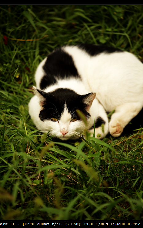 nEO_IMG_201109153058.jpg