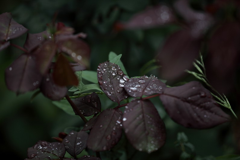 20110919久雨终停3100_调整大小.JPG