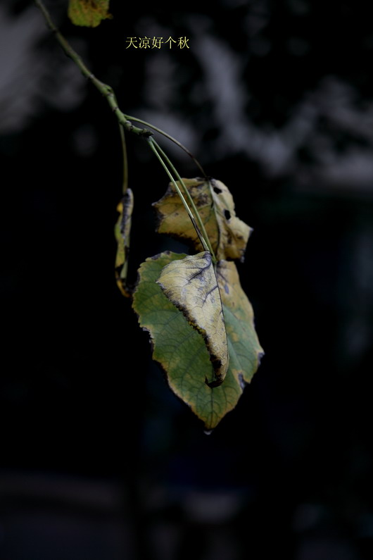 20110919久雨终停3109_调整大小.JPG