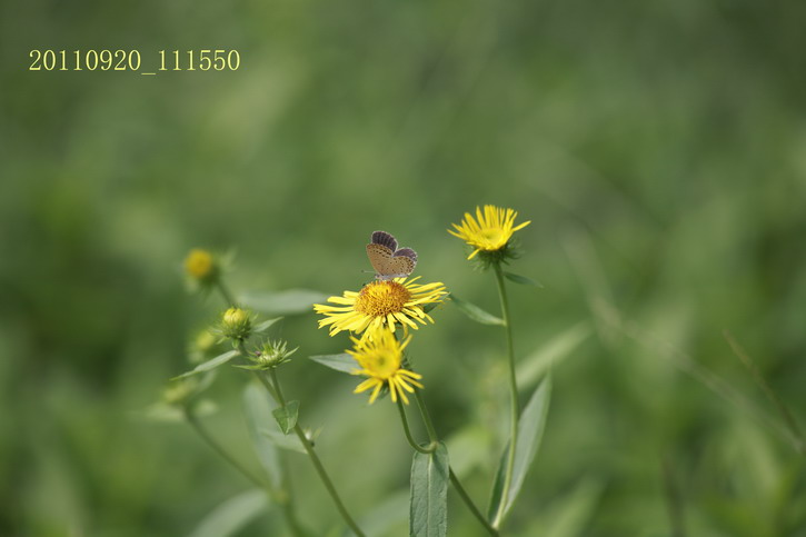 20110920买票路上3116_调整大小.JPG
