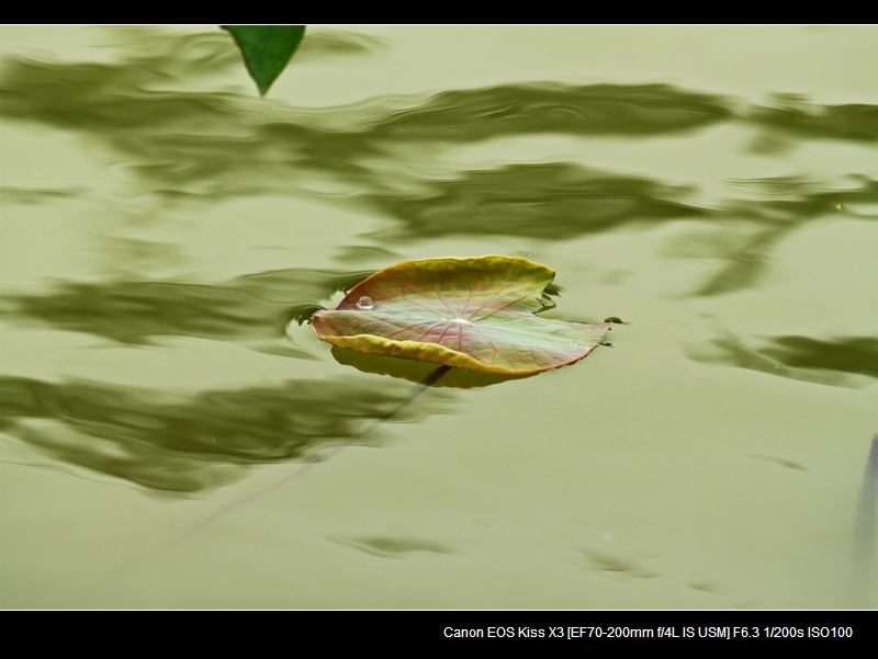 nEO_IMG_20110924nikon外拍，孩子相机作品3150.jpg