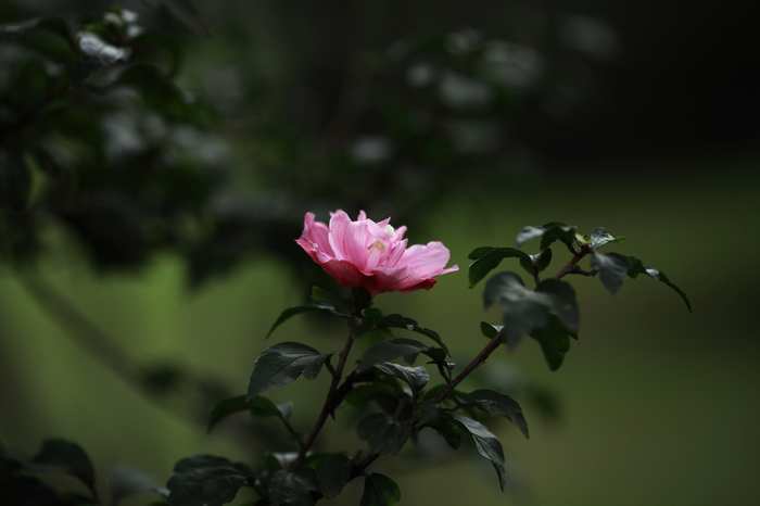 nEO_IMG_0929清晨人文环境3516.jpg