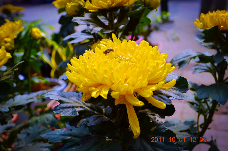 DSC_0086_副本.jpg