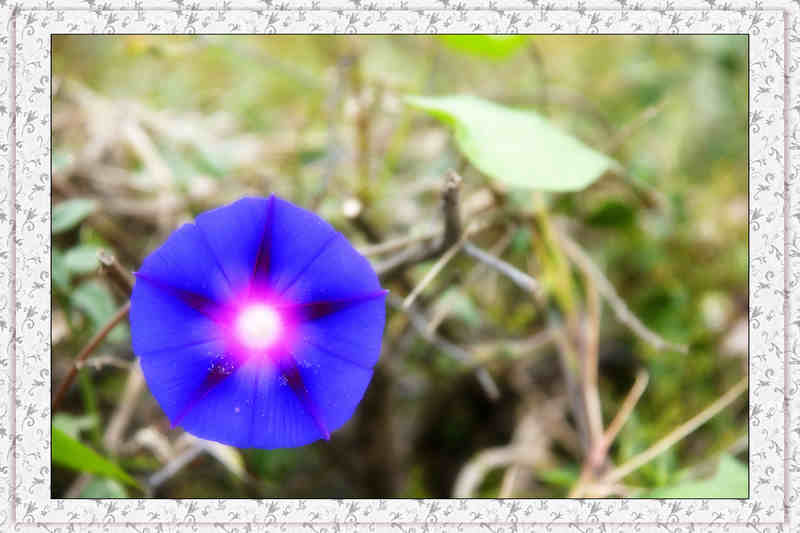 花，.jpg