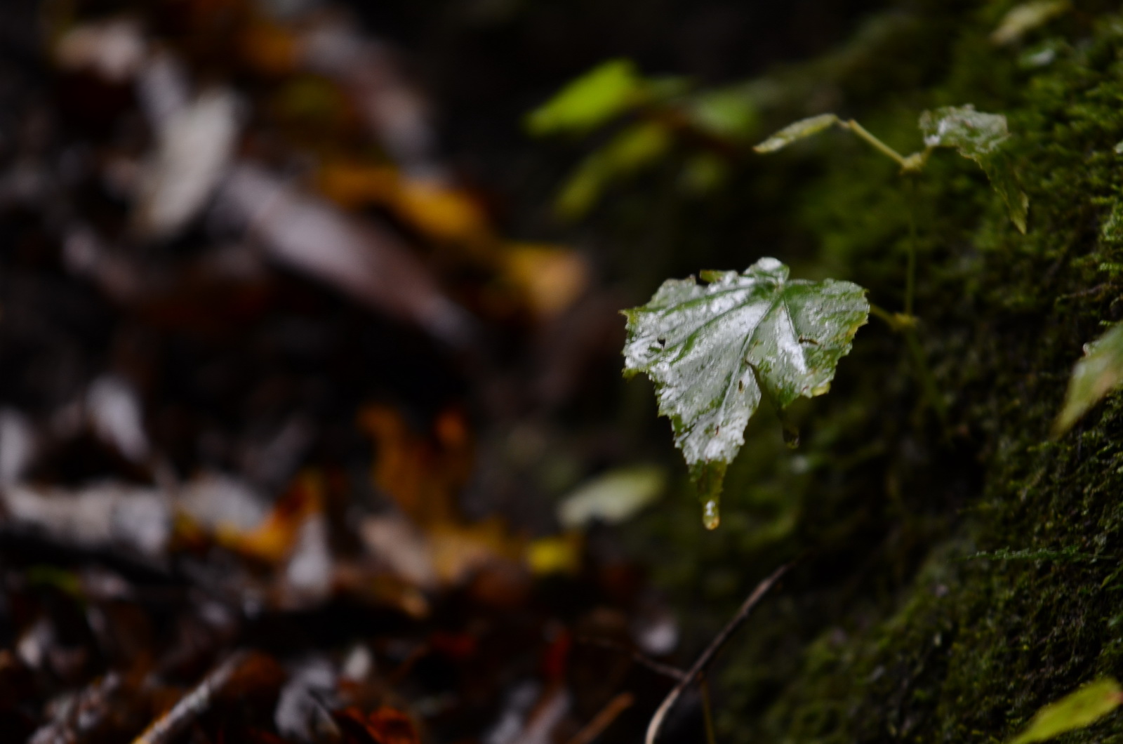 DSC_0128_调整大小.JPG