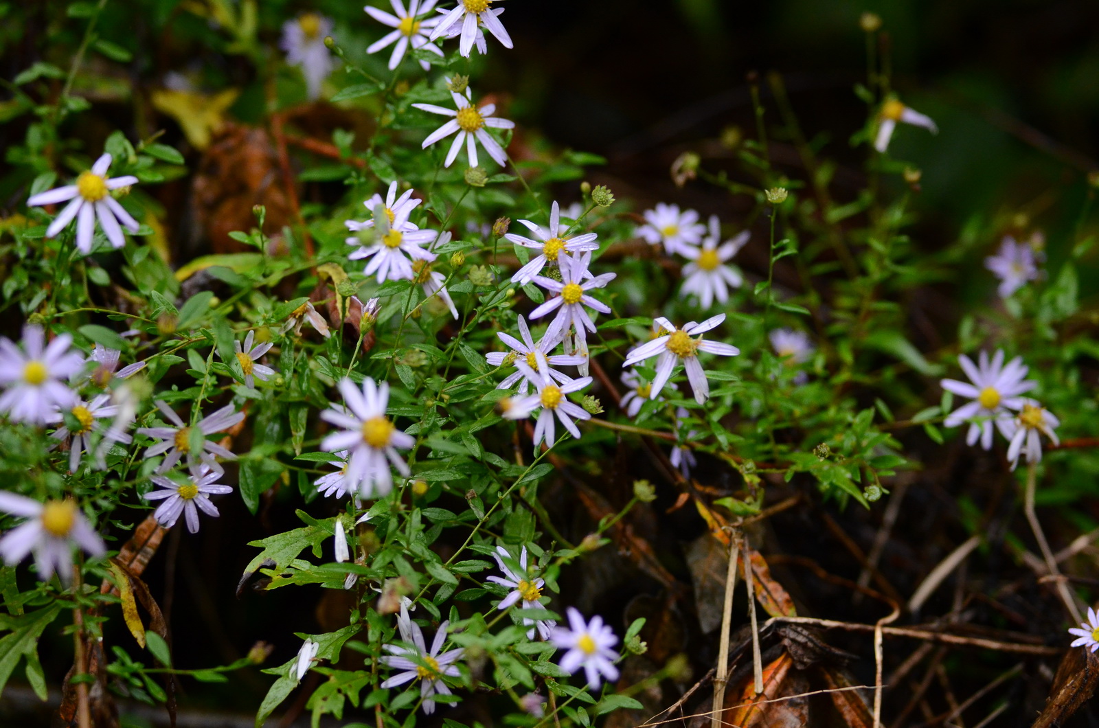 DSC_0018_调整大小.JPG