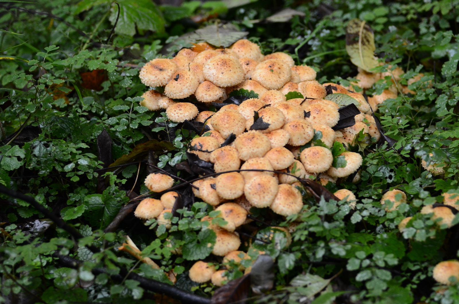 DSC_0178_调整大小.JPG
