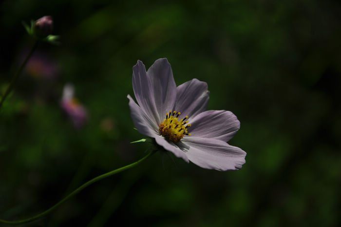DSC_039930.jpg