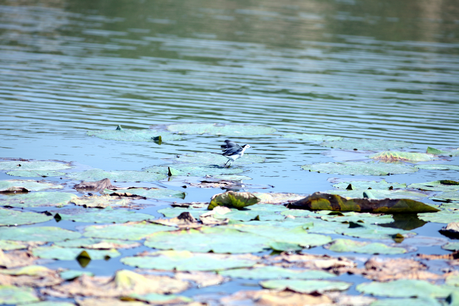 nEO_IMG_1016浐灞生态区4708.jpg