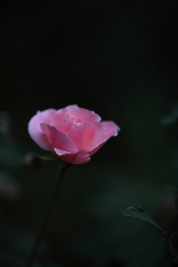 nEO_IMG_10174727.jpg