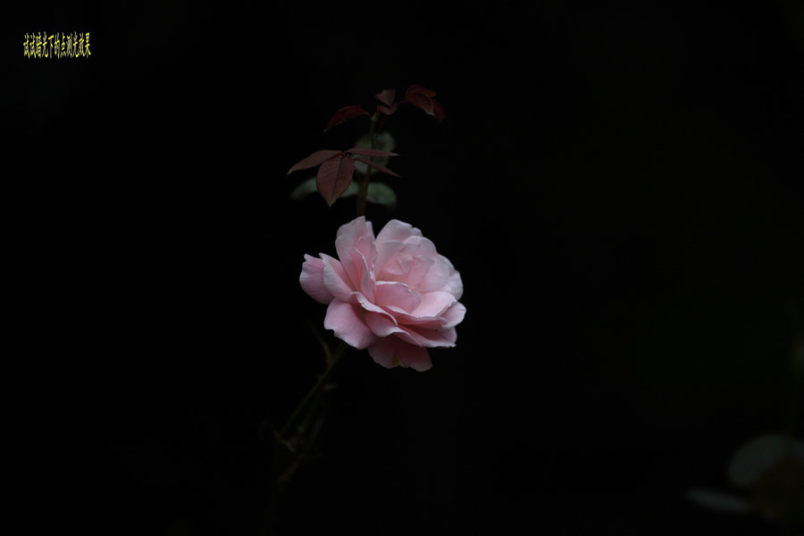 nEO_IMG_10174728.jpg