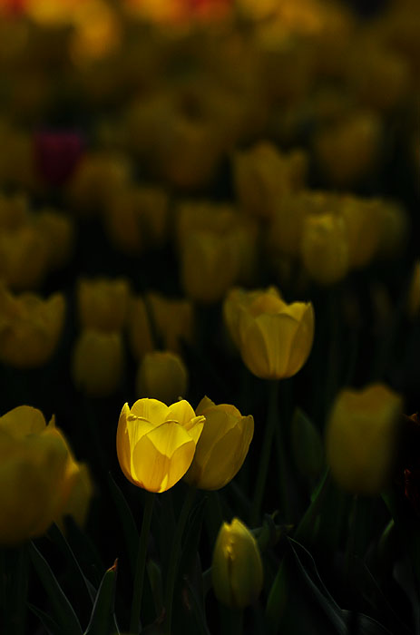 DSC_0681.jpg