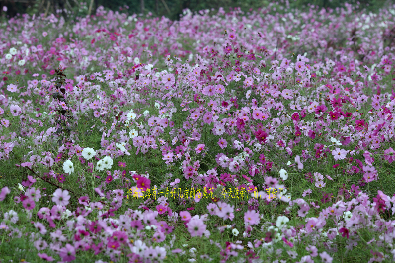 nEO_IMG_1023沿着浐河西路走一圈4819-1.jpg